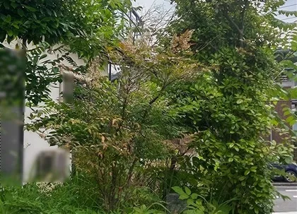 実家の枝木が伸びている状況