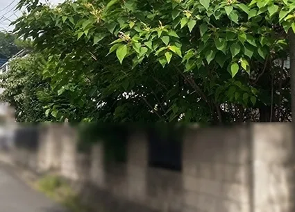 実際の現場で枝木が伸びている光景